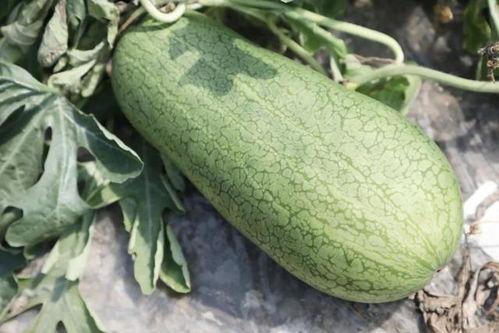 吃瓜的声音大全 第2张 吃瓜的声音大全 第2张